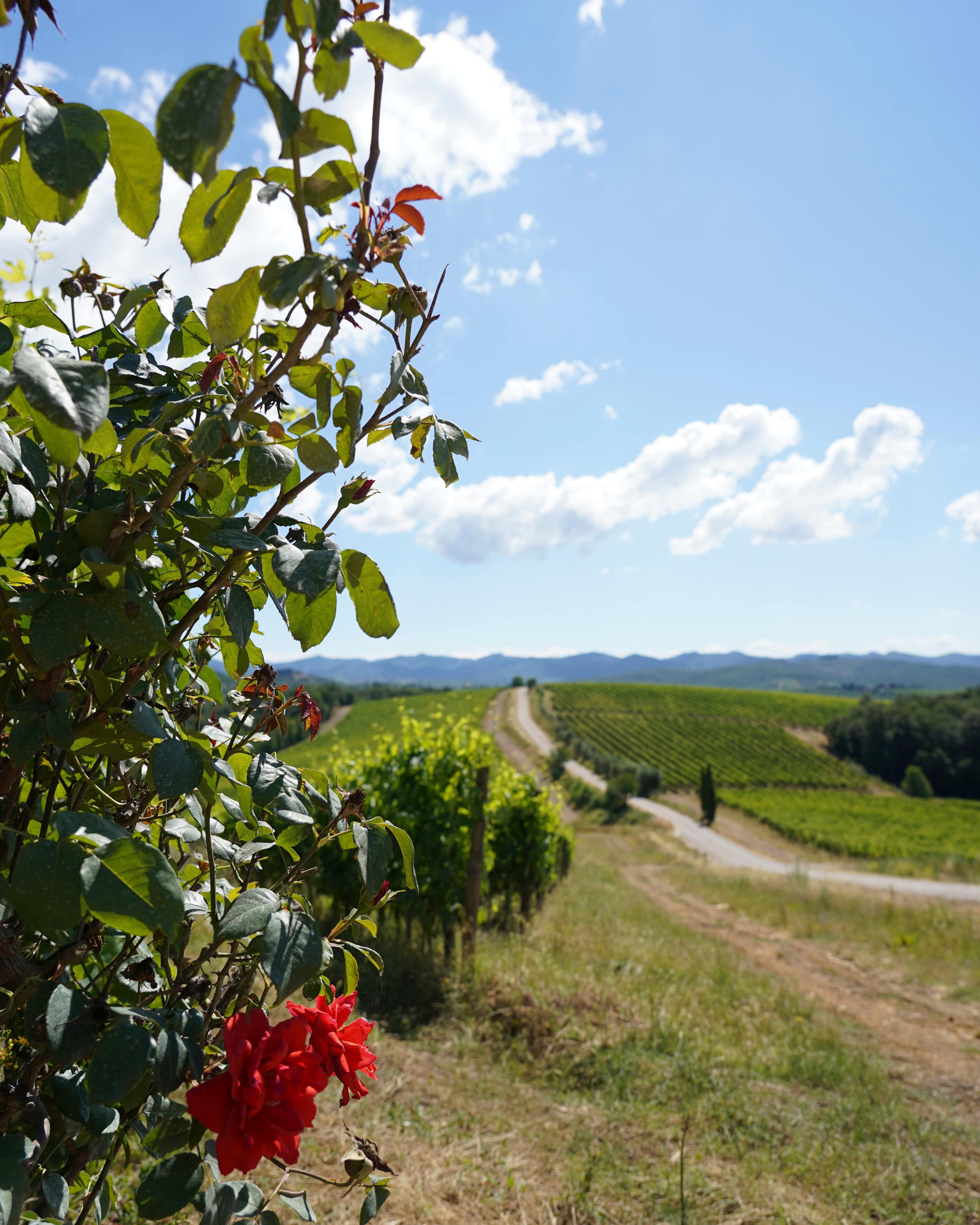 Hotel & Wine Resort Villa Dievole Ansicht 2