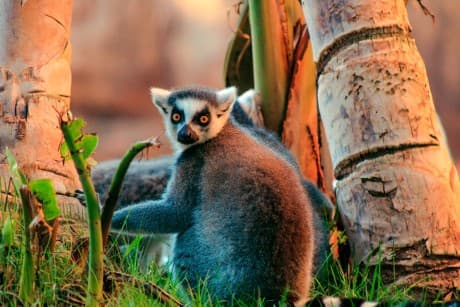 Rundreisen Madagaskar: Individuelle Rundreise ab/an Antananarivo: Wildes Madagaskar