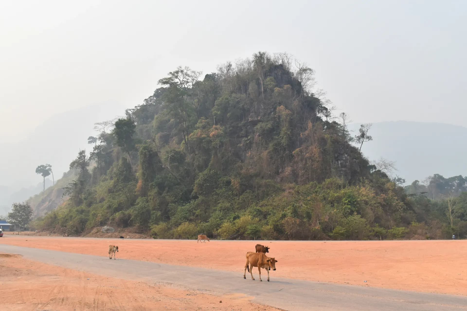 Cows walk down a road near a forested hill.