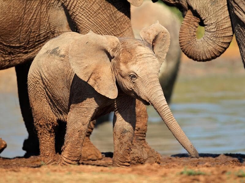 Rundreisen Südafrika, Mosambik, Botswana & Simbabwe: Vier Länder, unzählige Facetten zwischen Natur, Kultur und Tierwelt