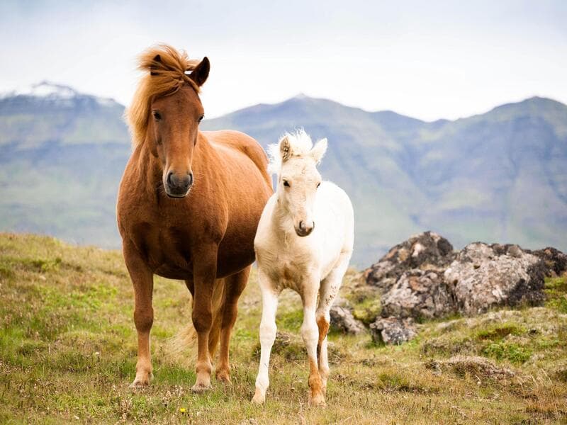Rundreisen Island: Wo Gletscher glänzen und Vulkane flüstern