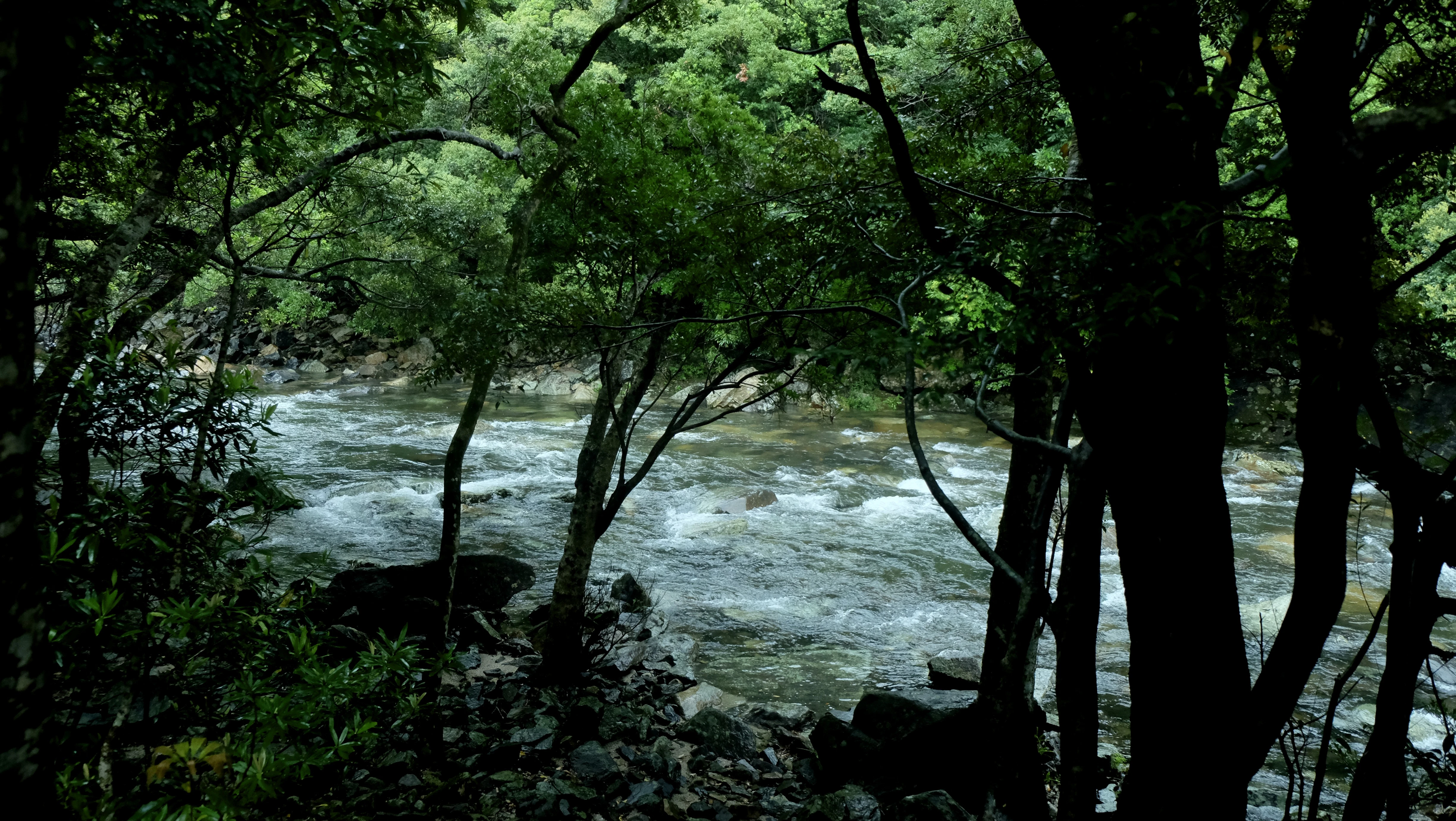 a river running through a lush green forest