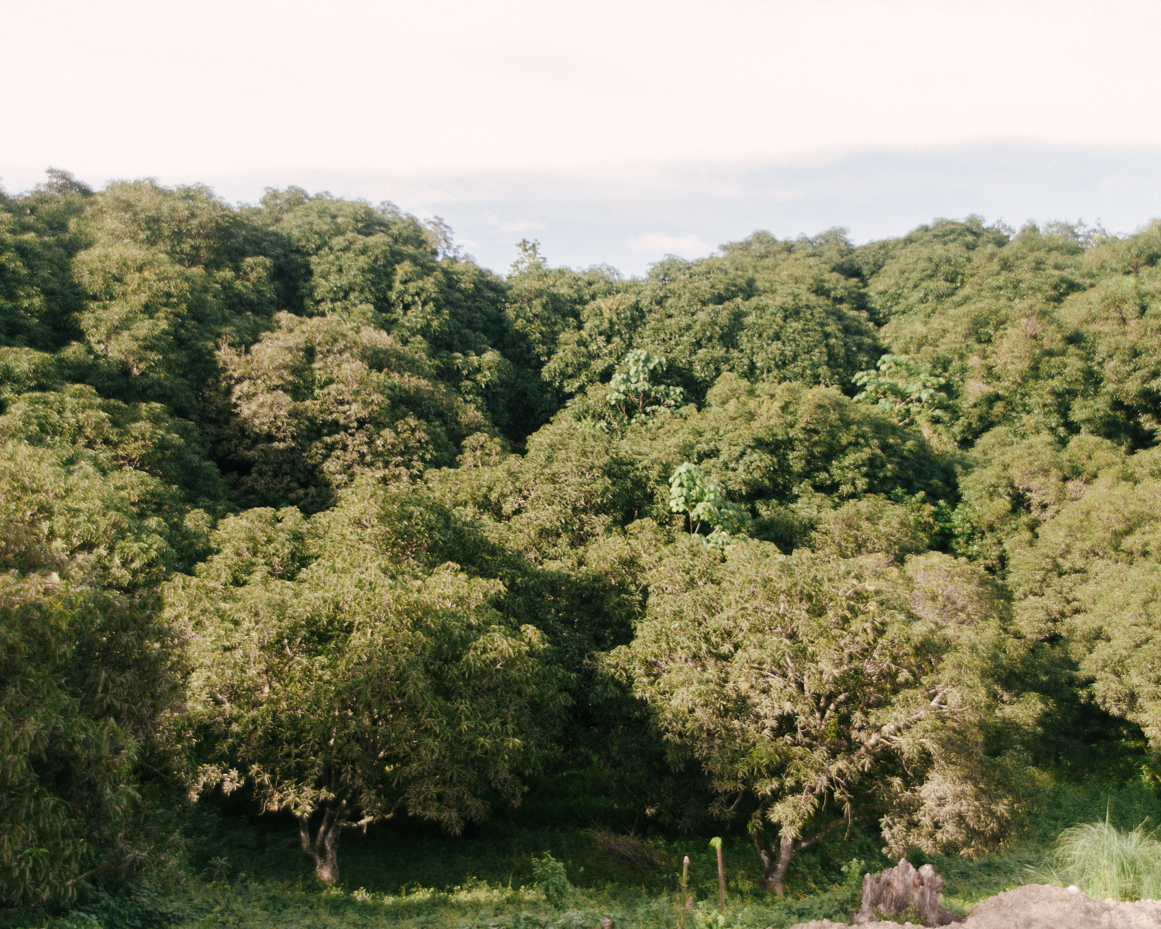 A lush, green forest.