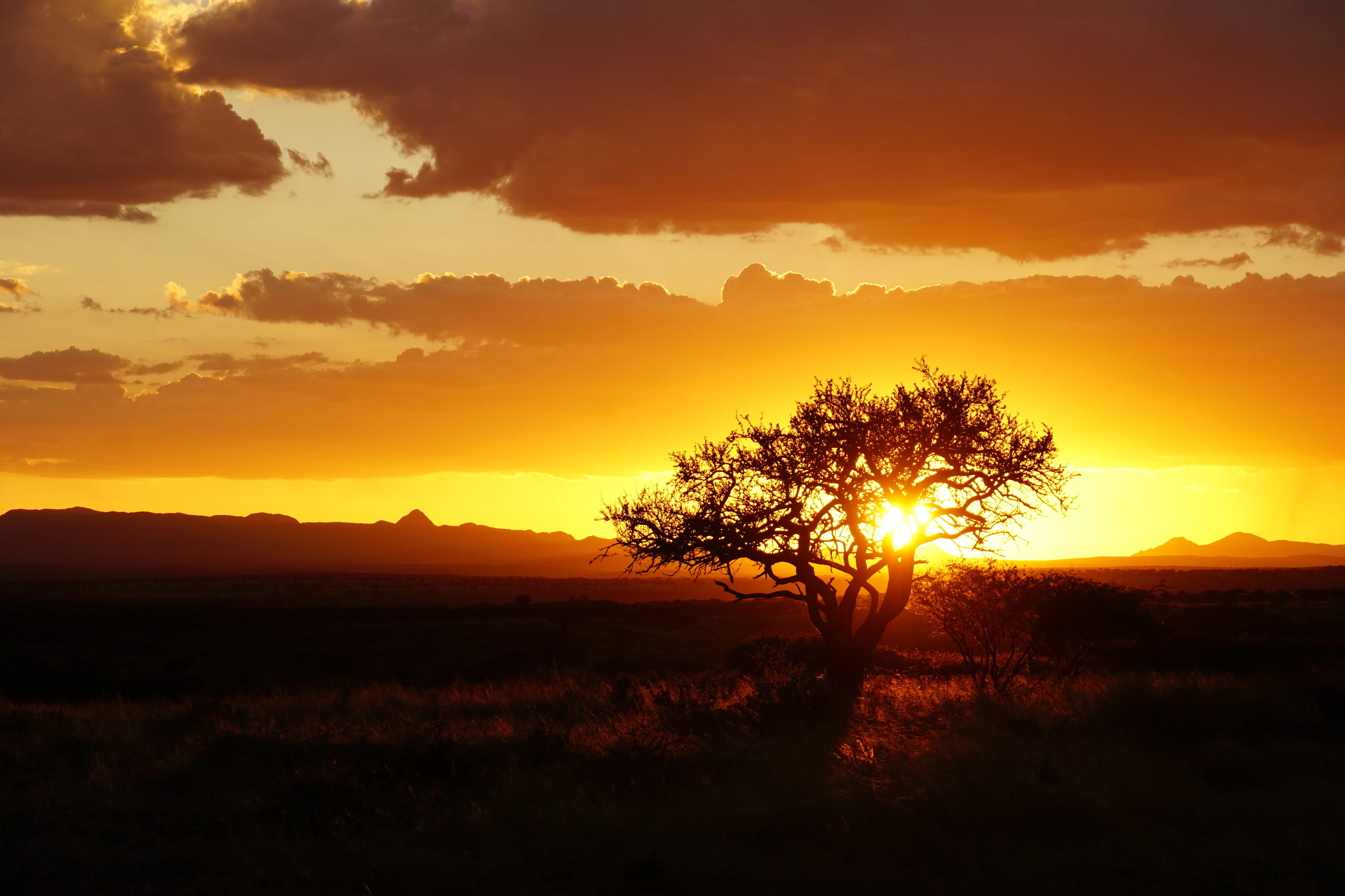 Silhouette of a tree against a vibrant sunset