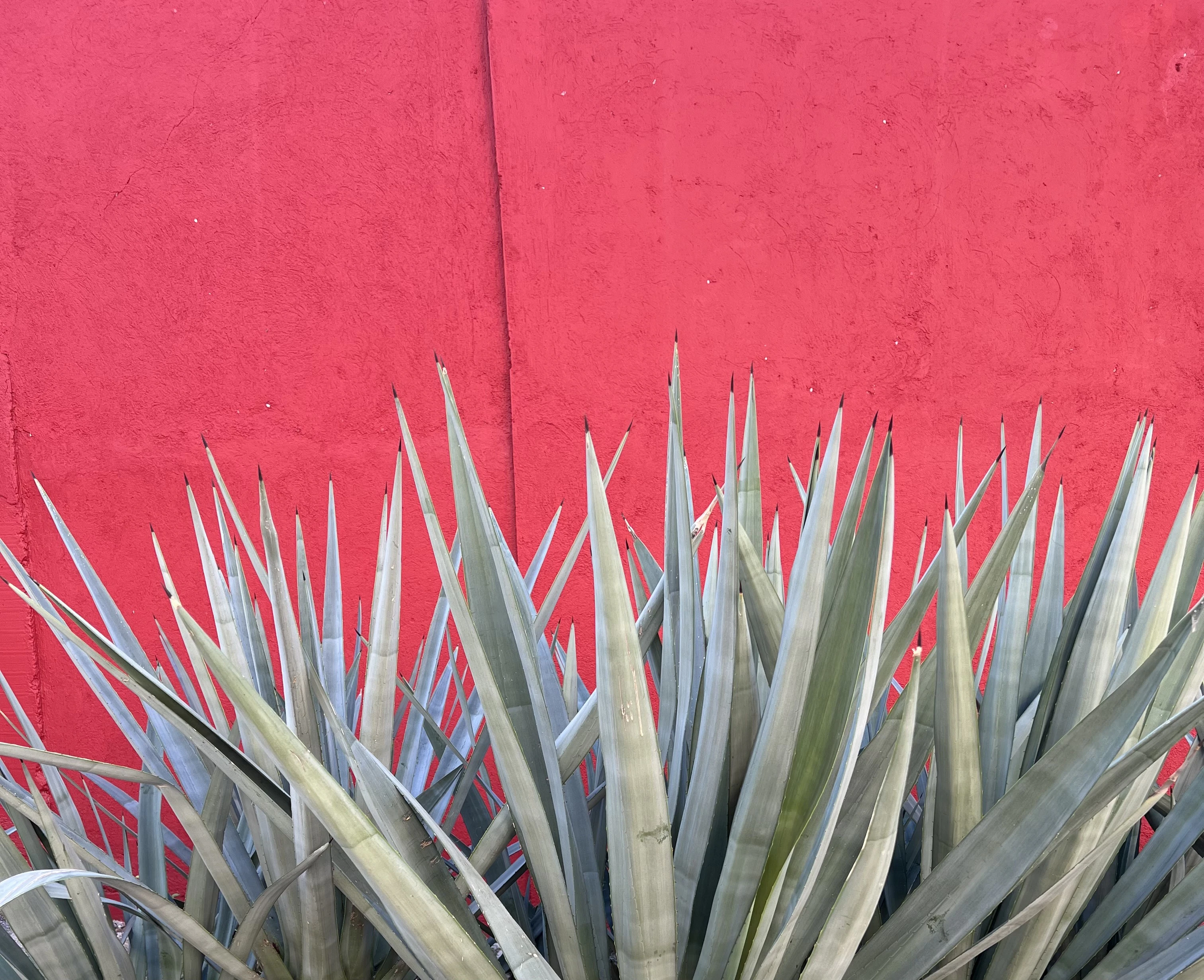 a close up of a plant near a red wall