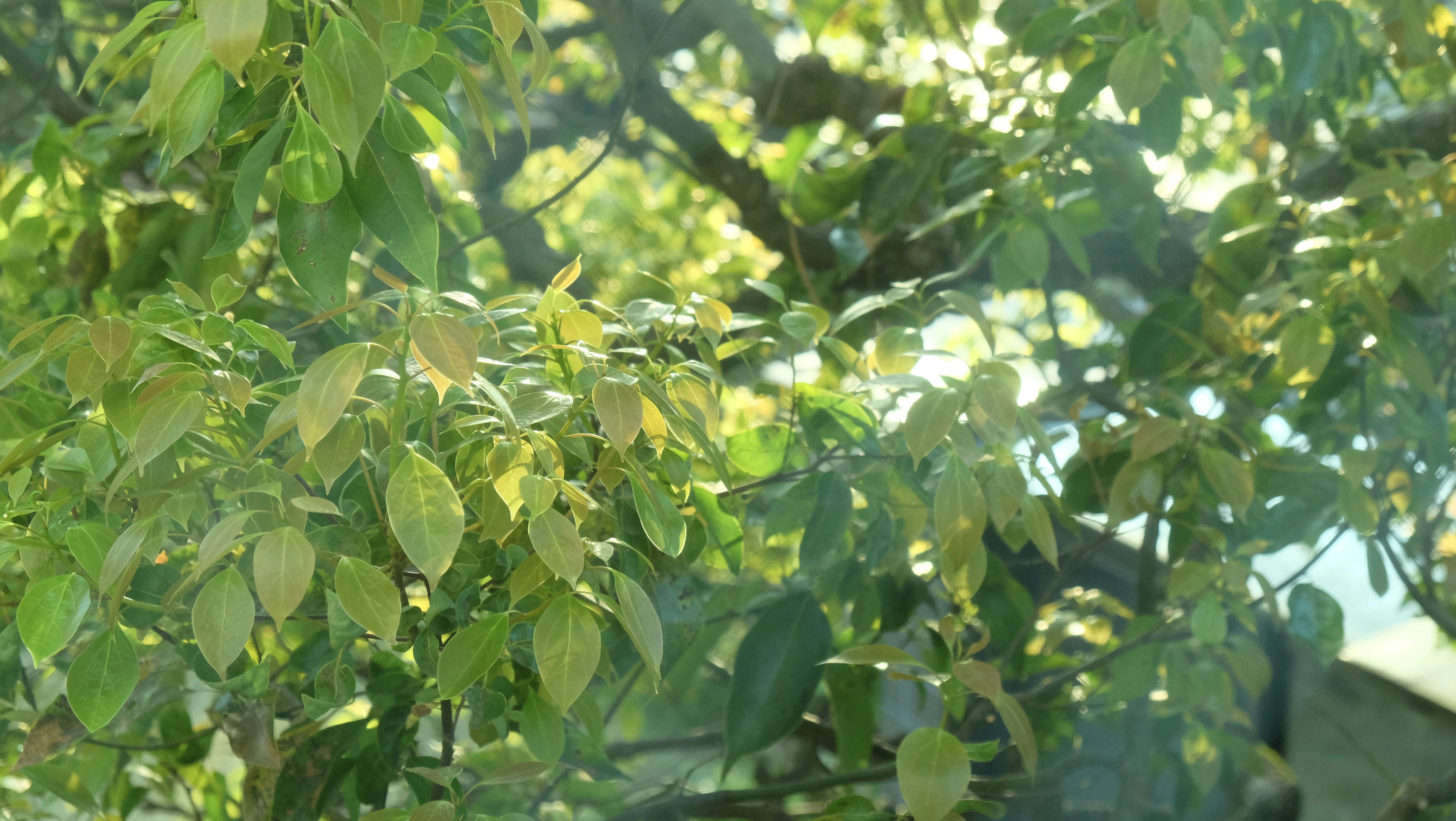 a blurry picture of leaves on a tree