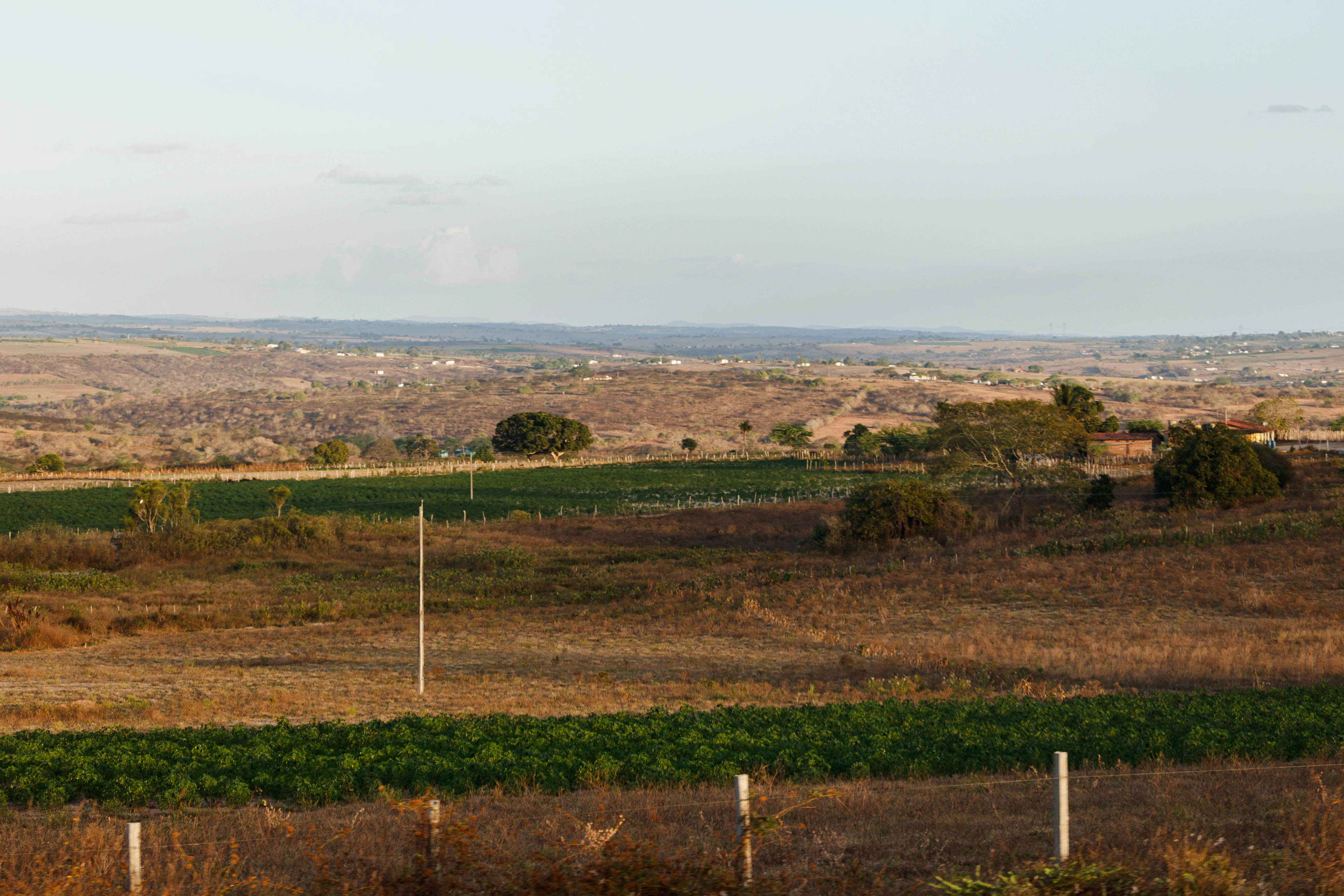 a field of green plants