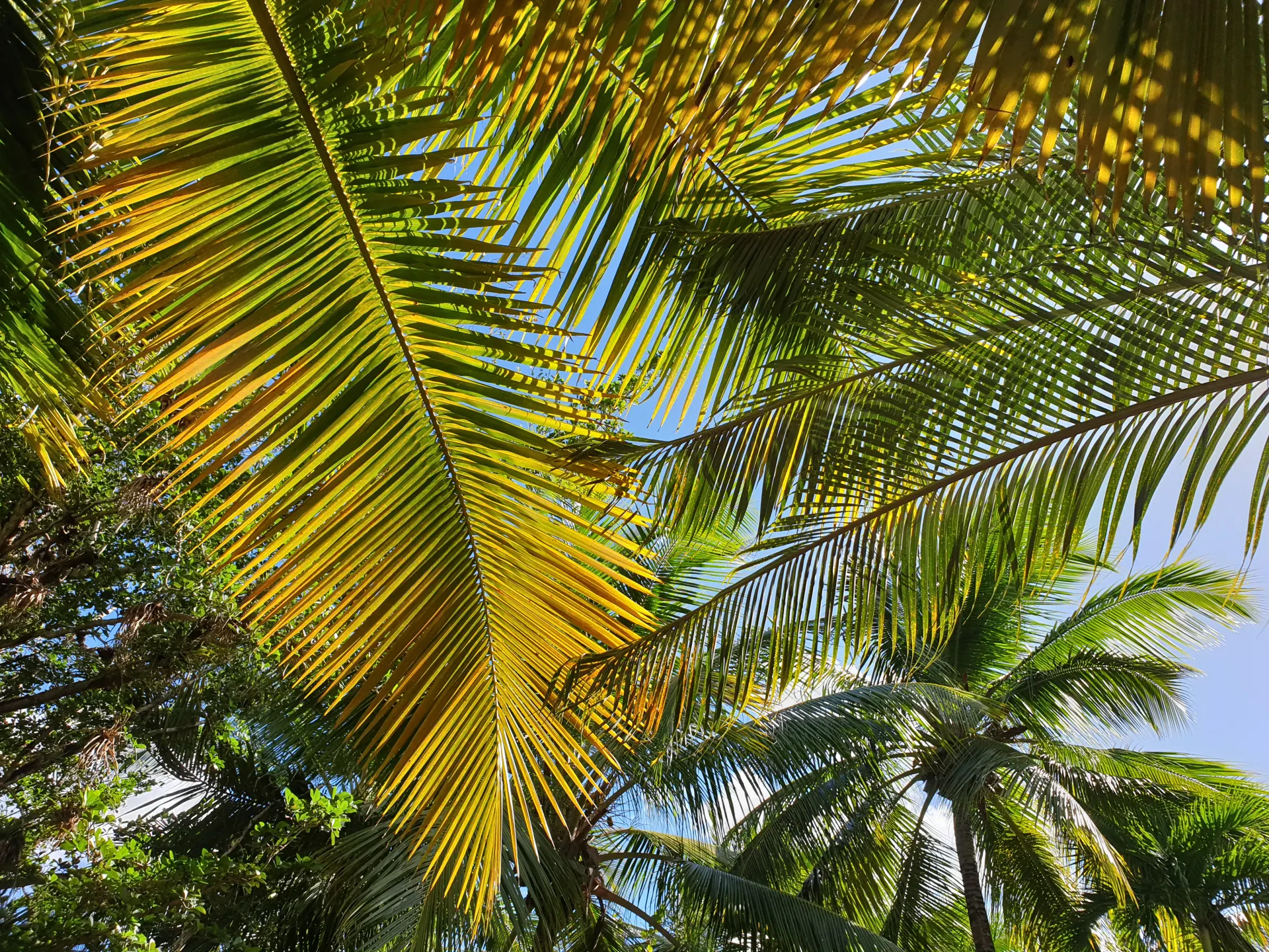 a palm tree with a blue sky in the background
