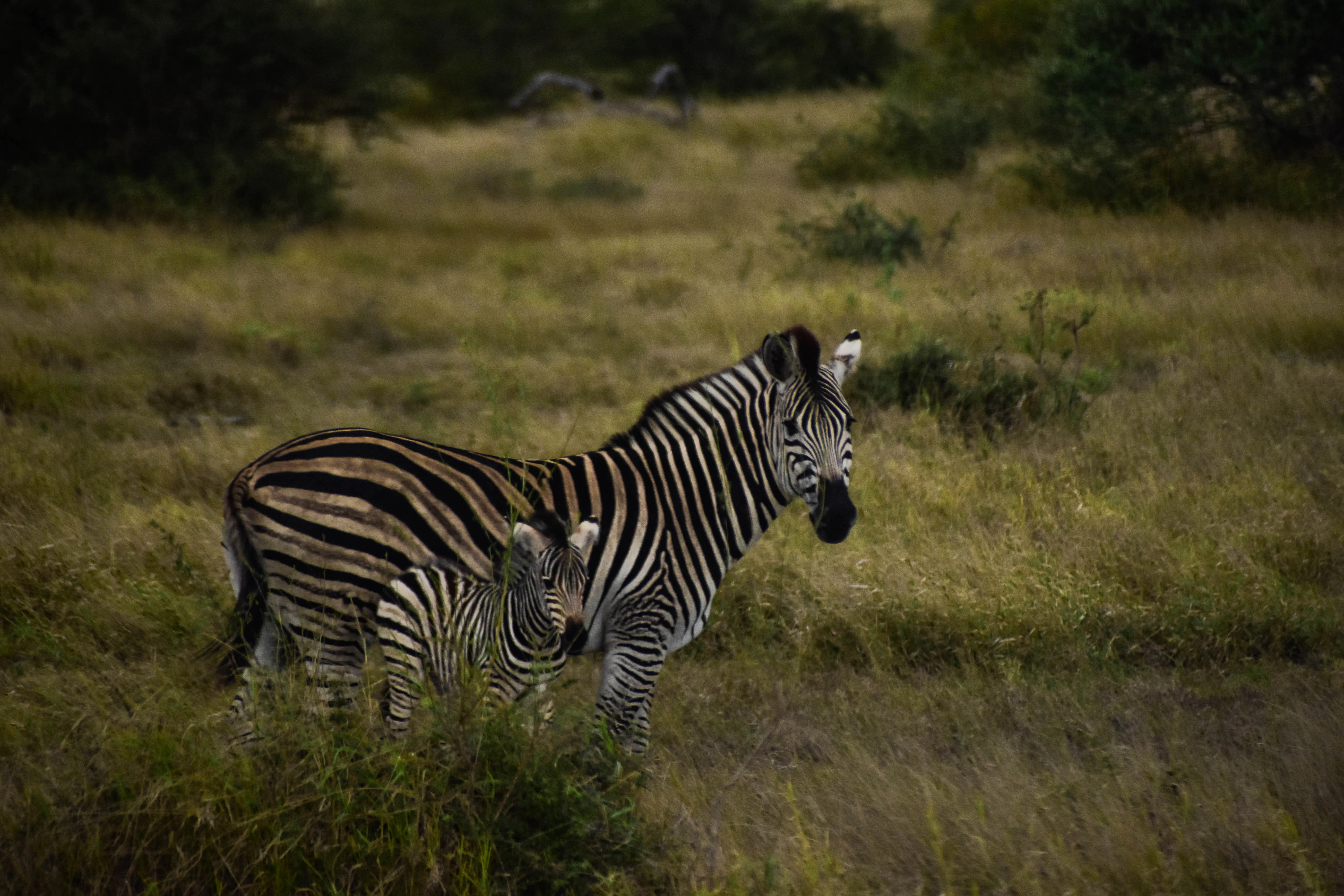zebras in a grassland