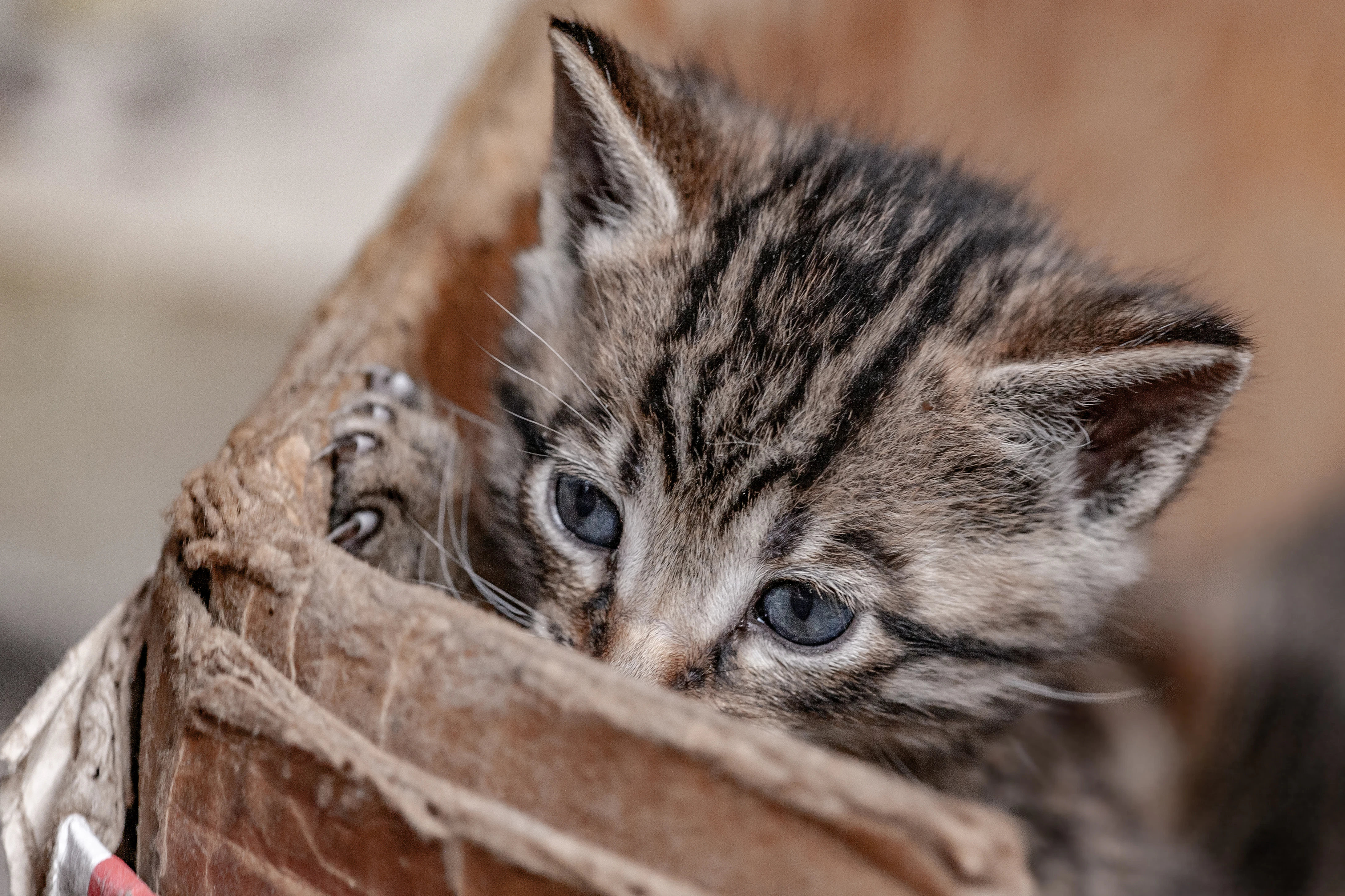 silver tabby kitten in brown cardboard box