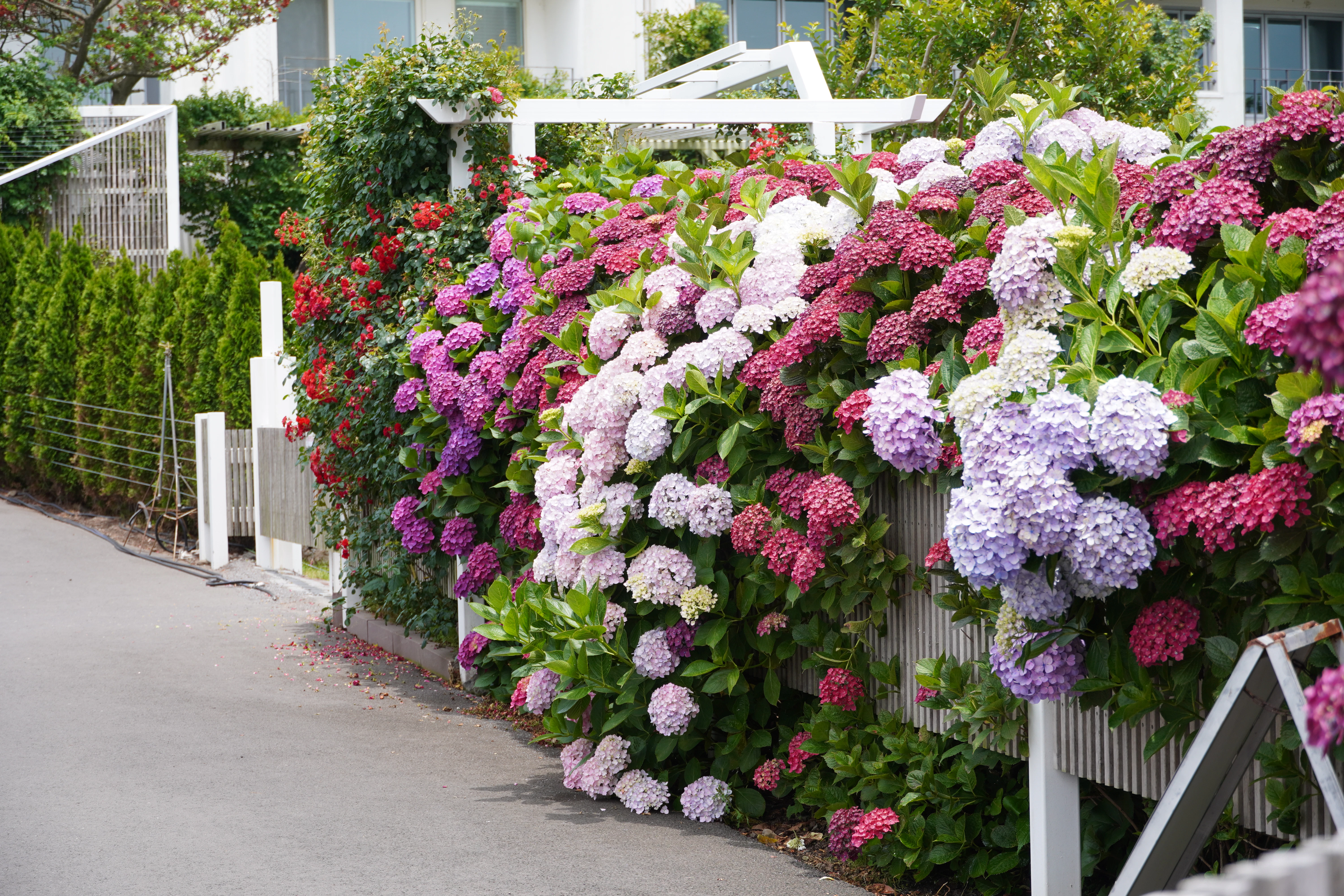 Colorful hydrangeas bloom along a white fence.