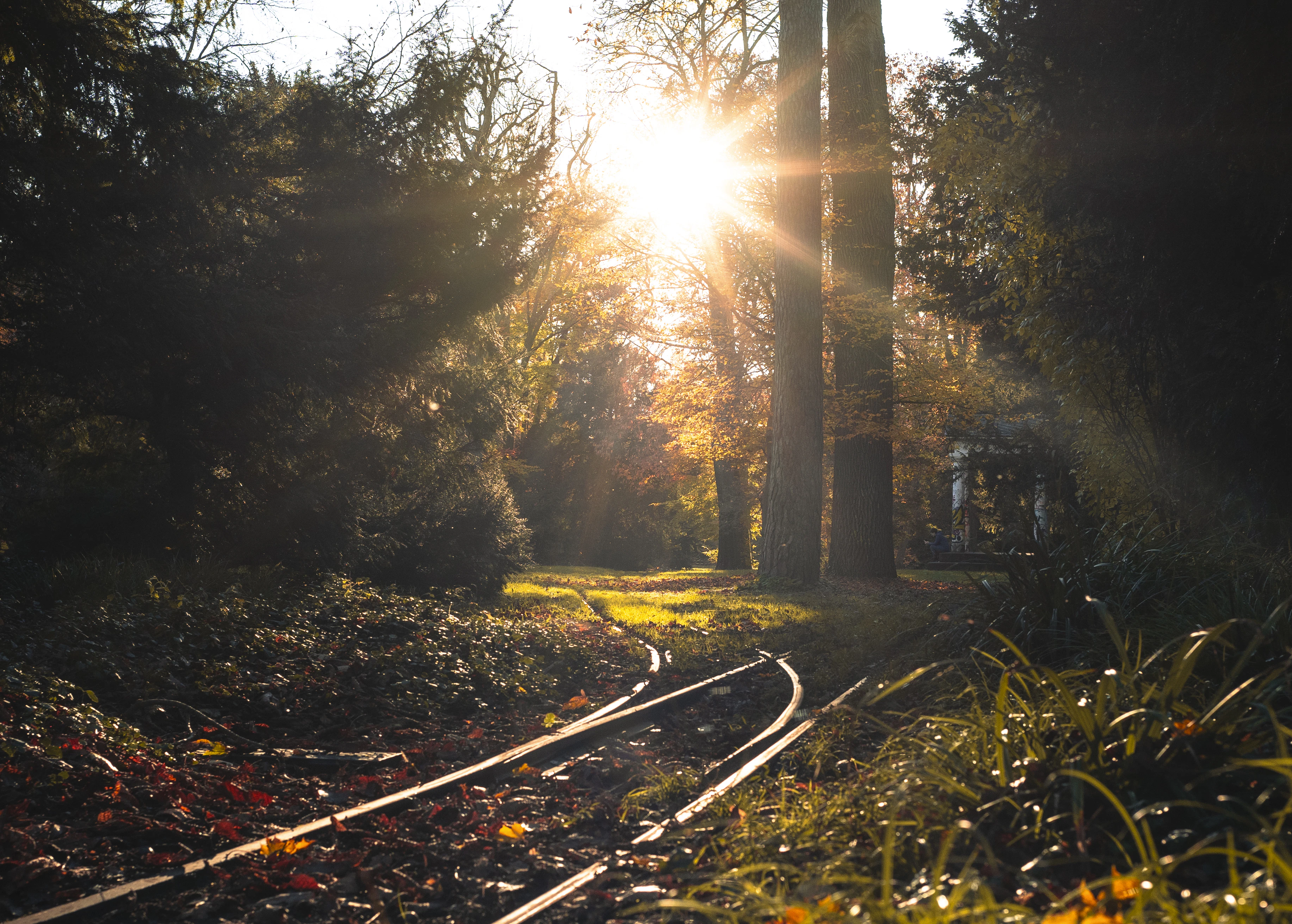 Sunlight streams through trees onto railway tracks.