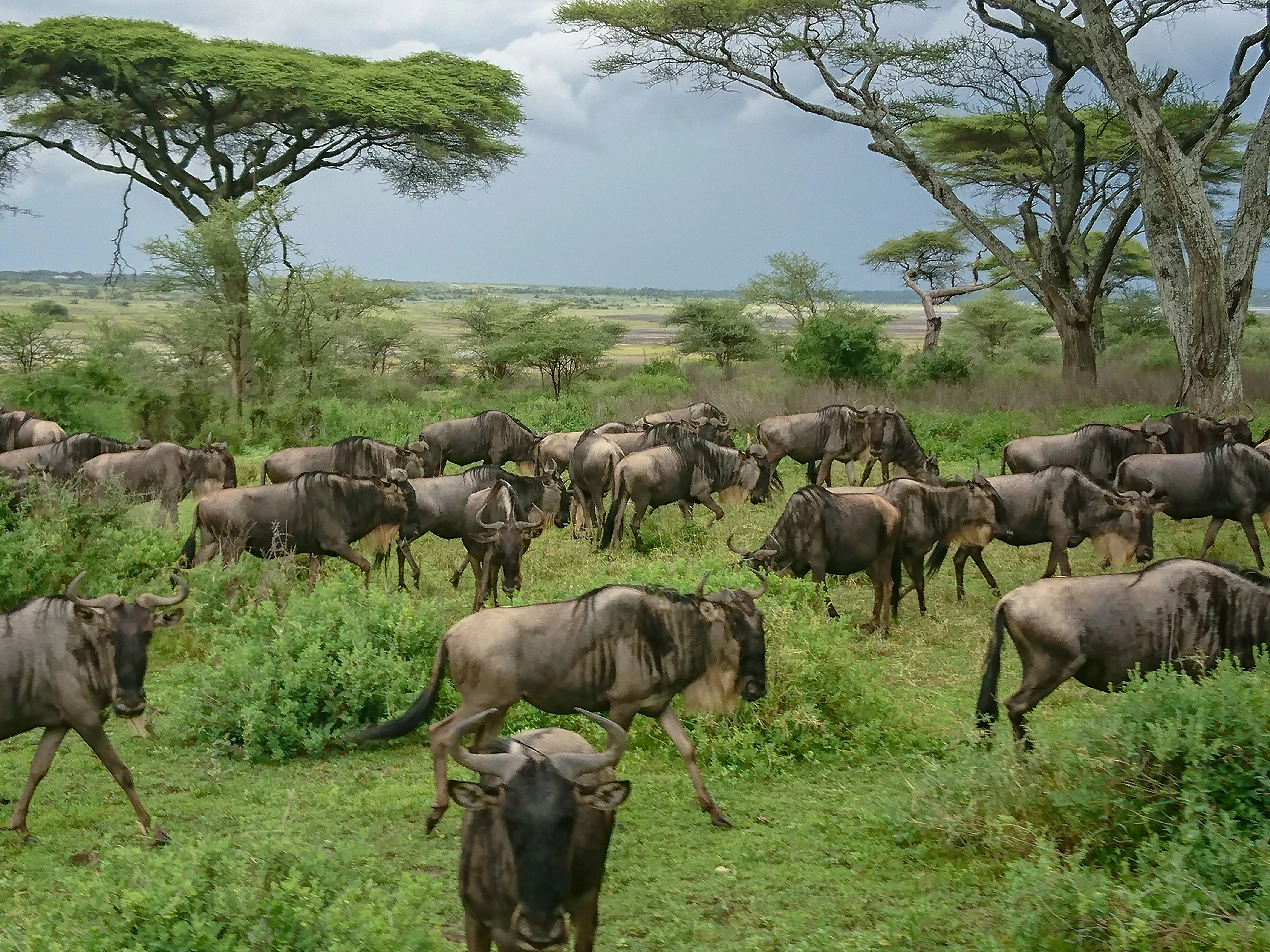 two brown and black cattle