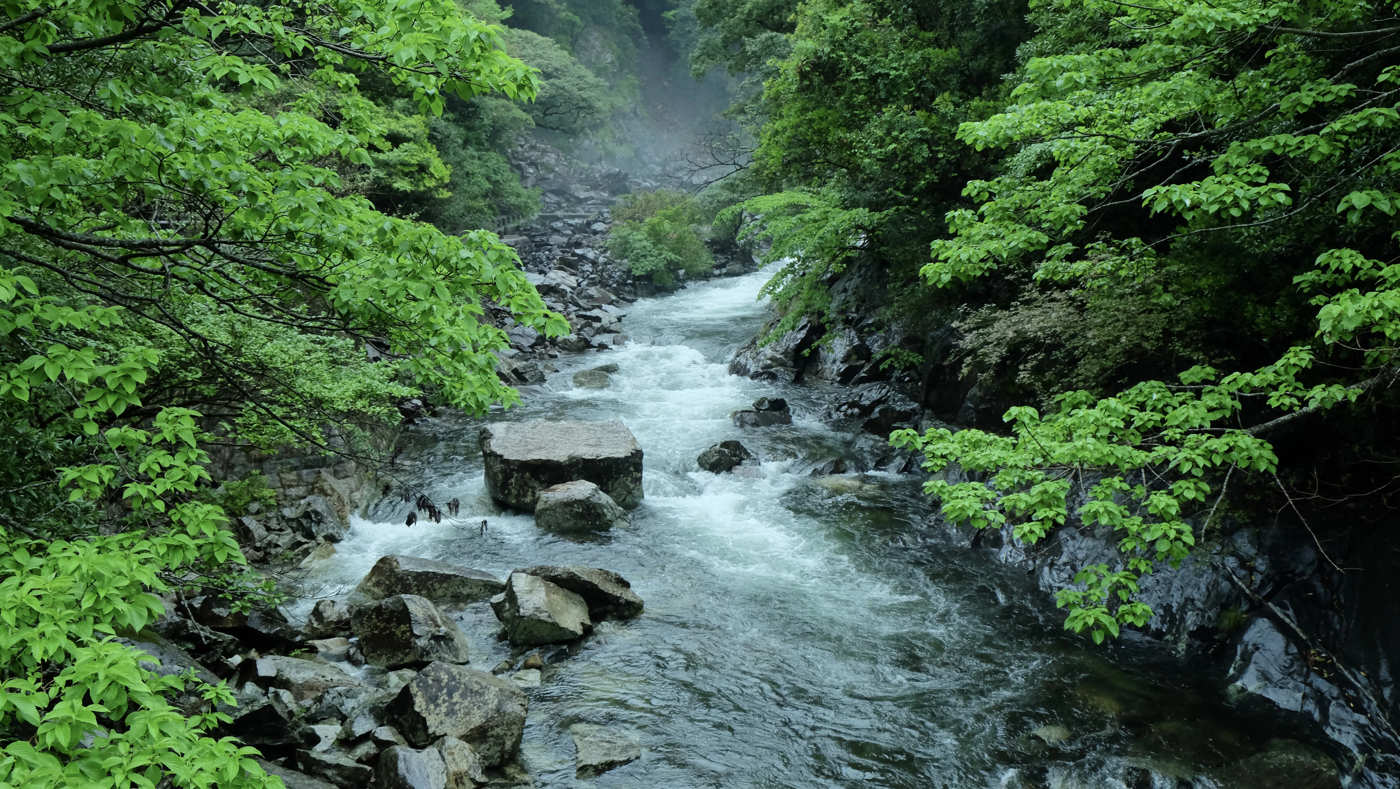 a river running through a lush green forest