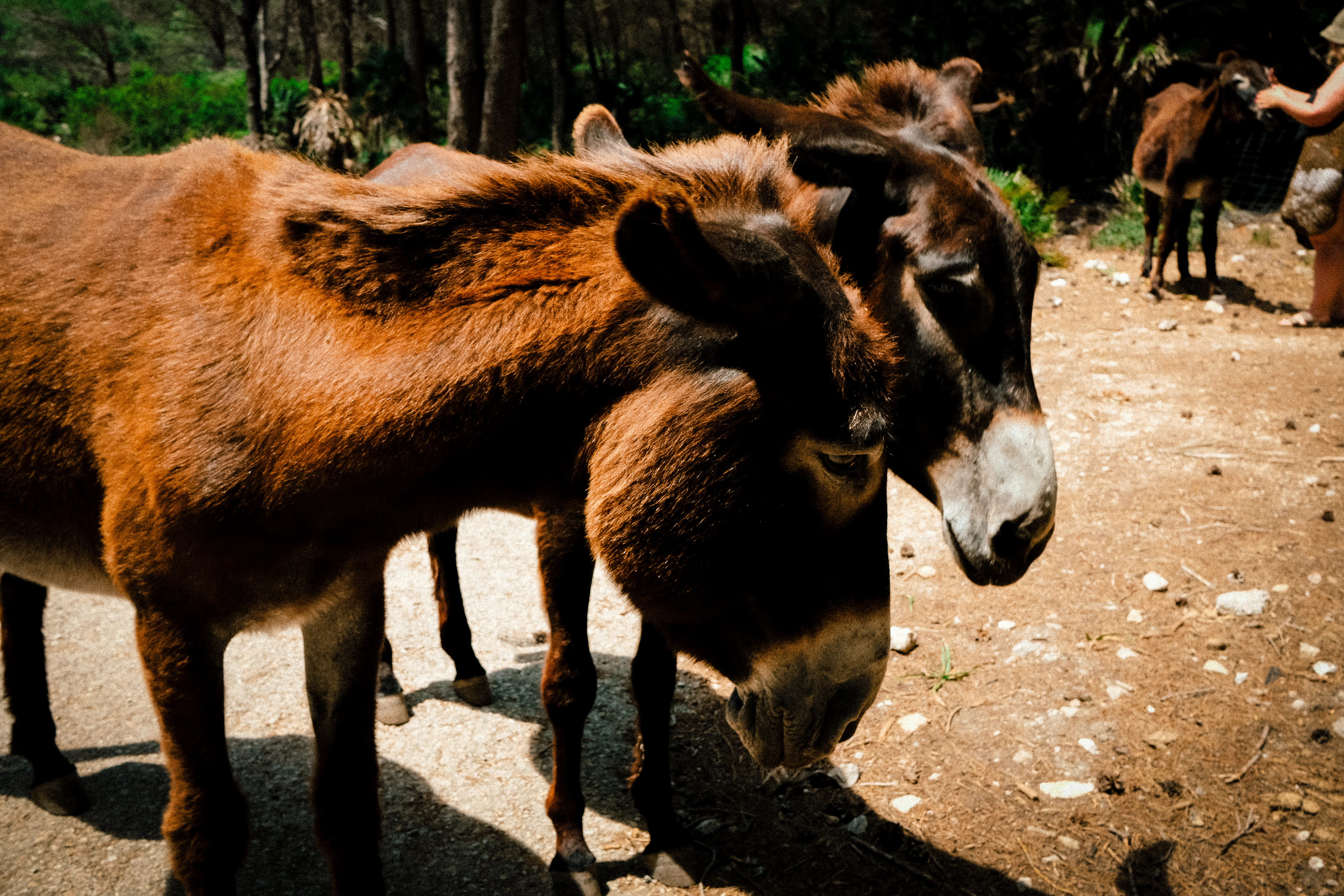 a couple of donkey standing on top of a dirt road