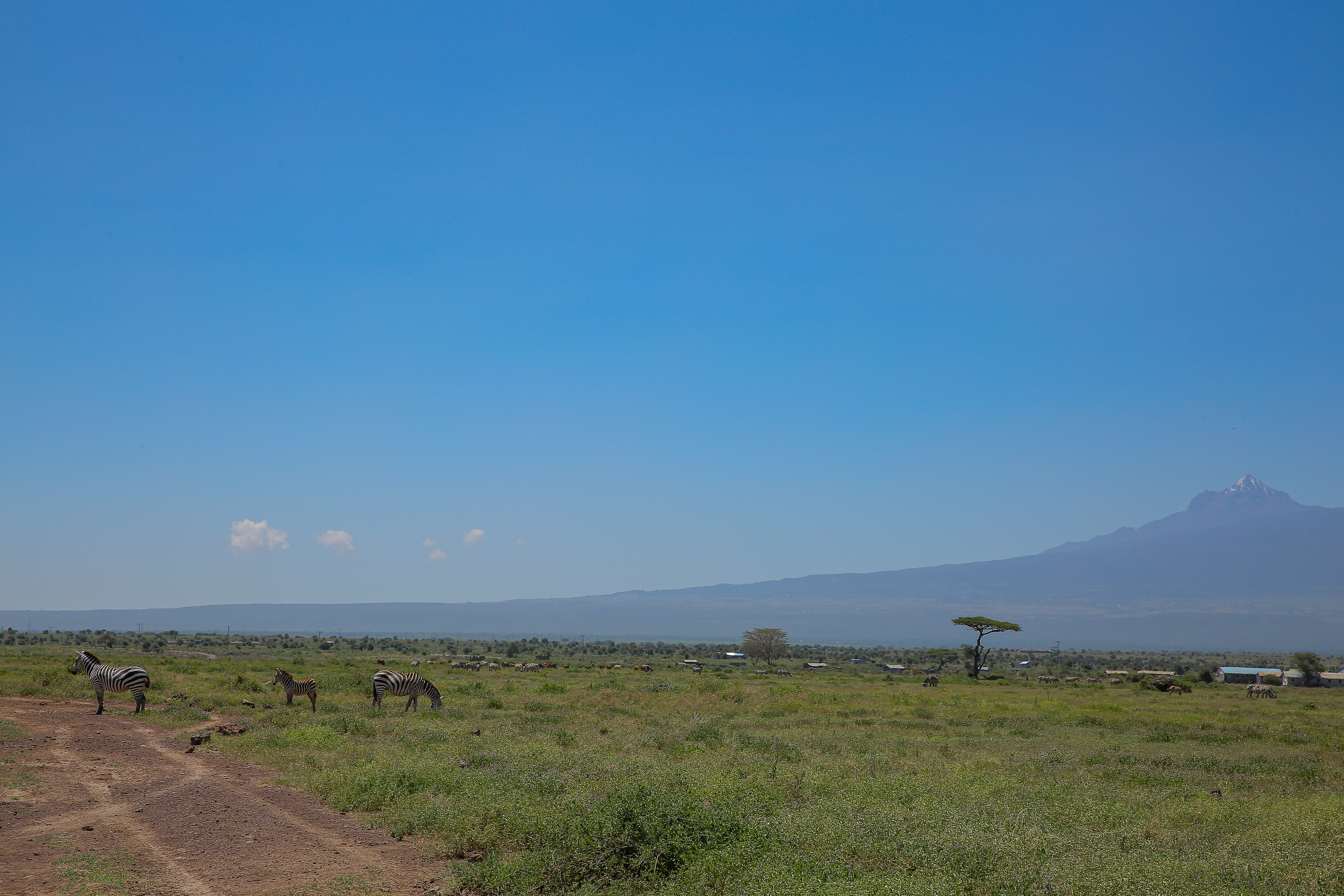 zebras grazing in a field