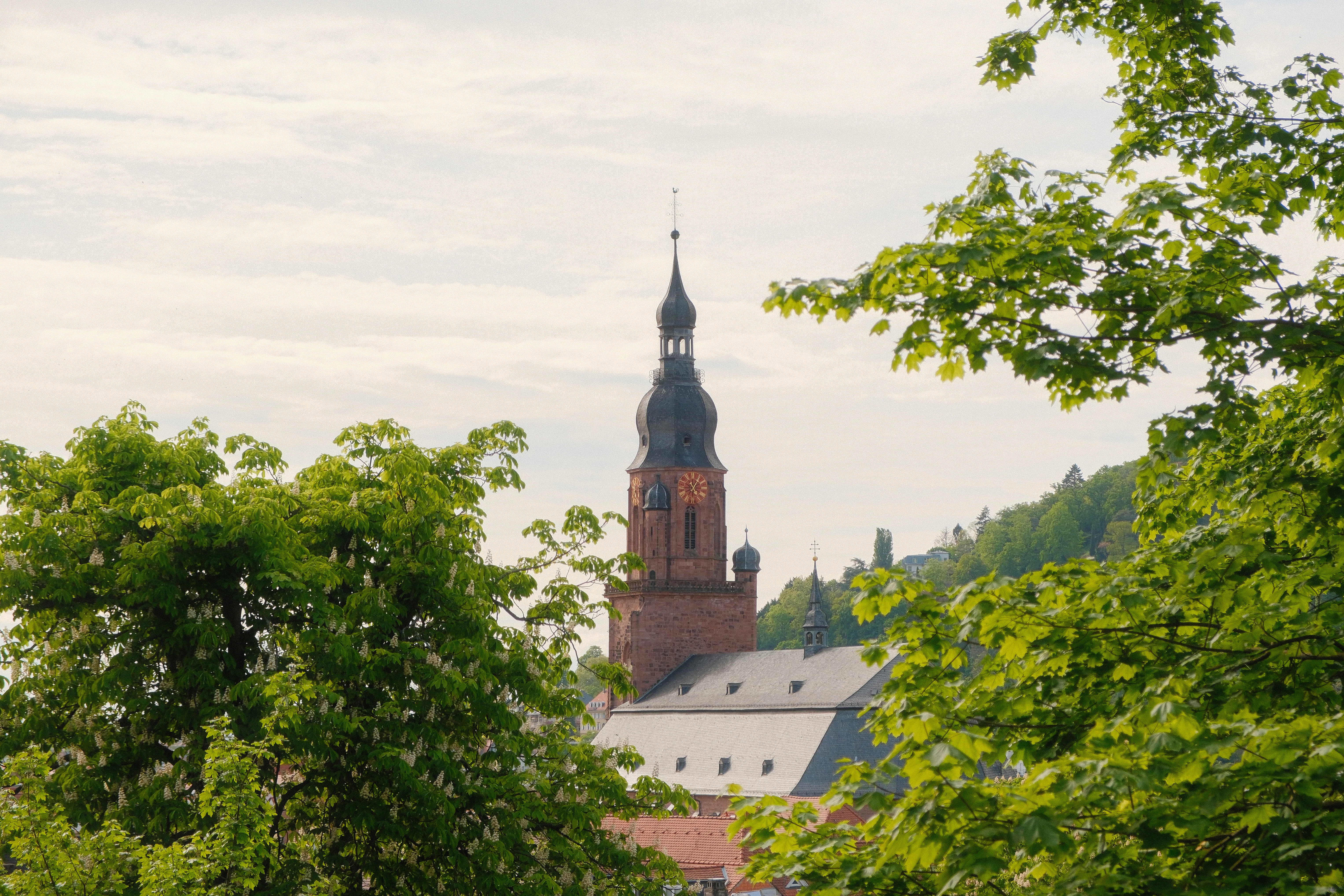 A large building with a clock tower in the middle of trees