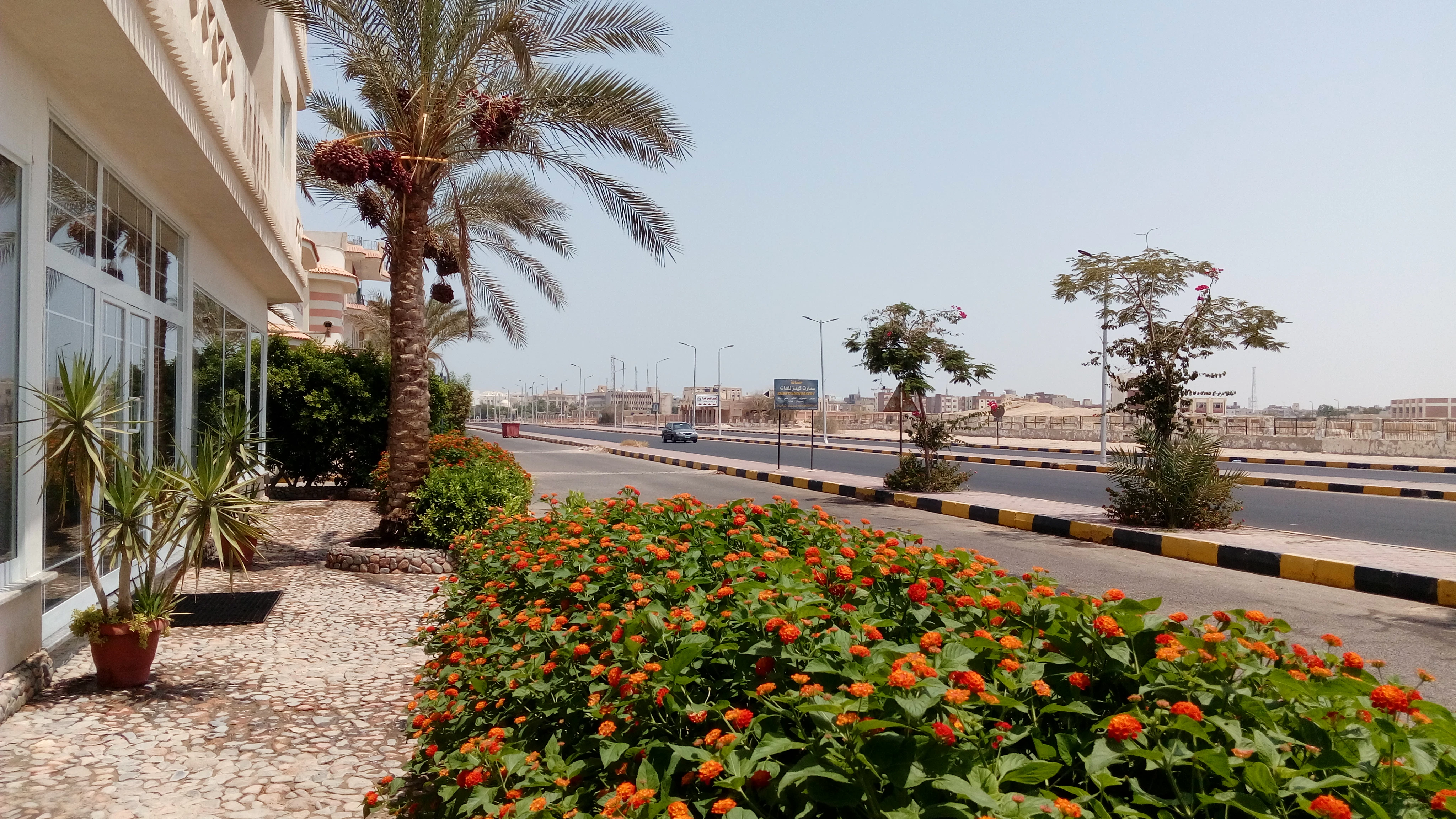 red flowers on brown soil
