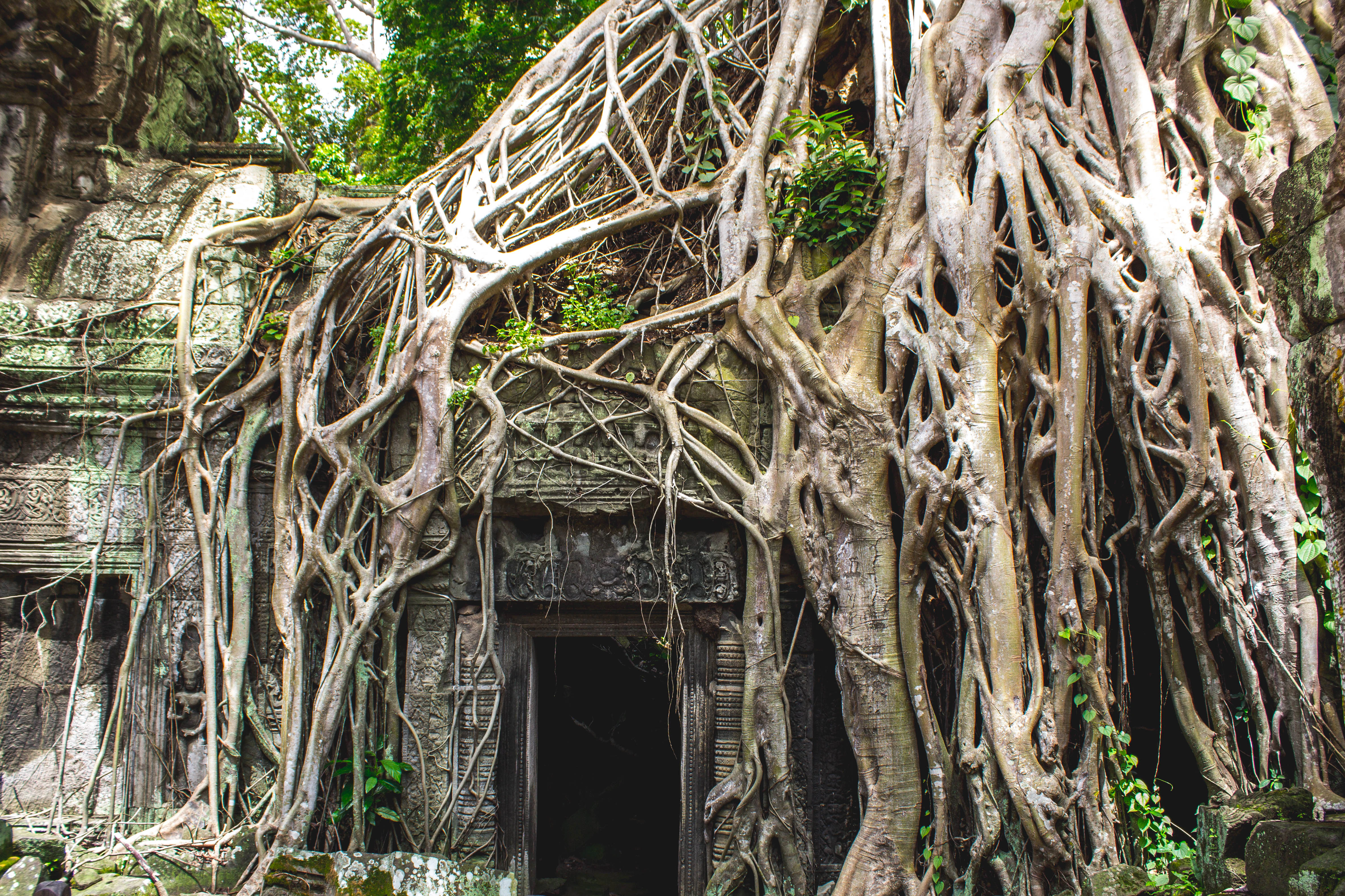 grey door surrounded by brown tree trunk