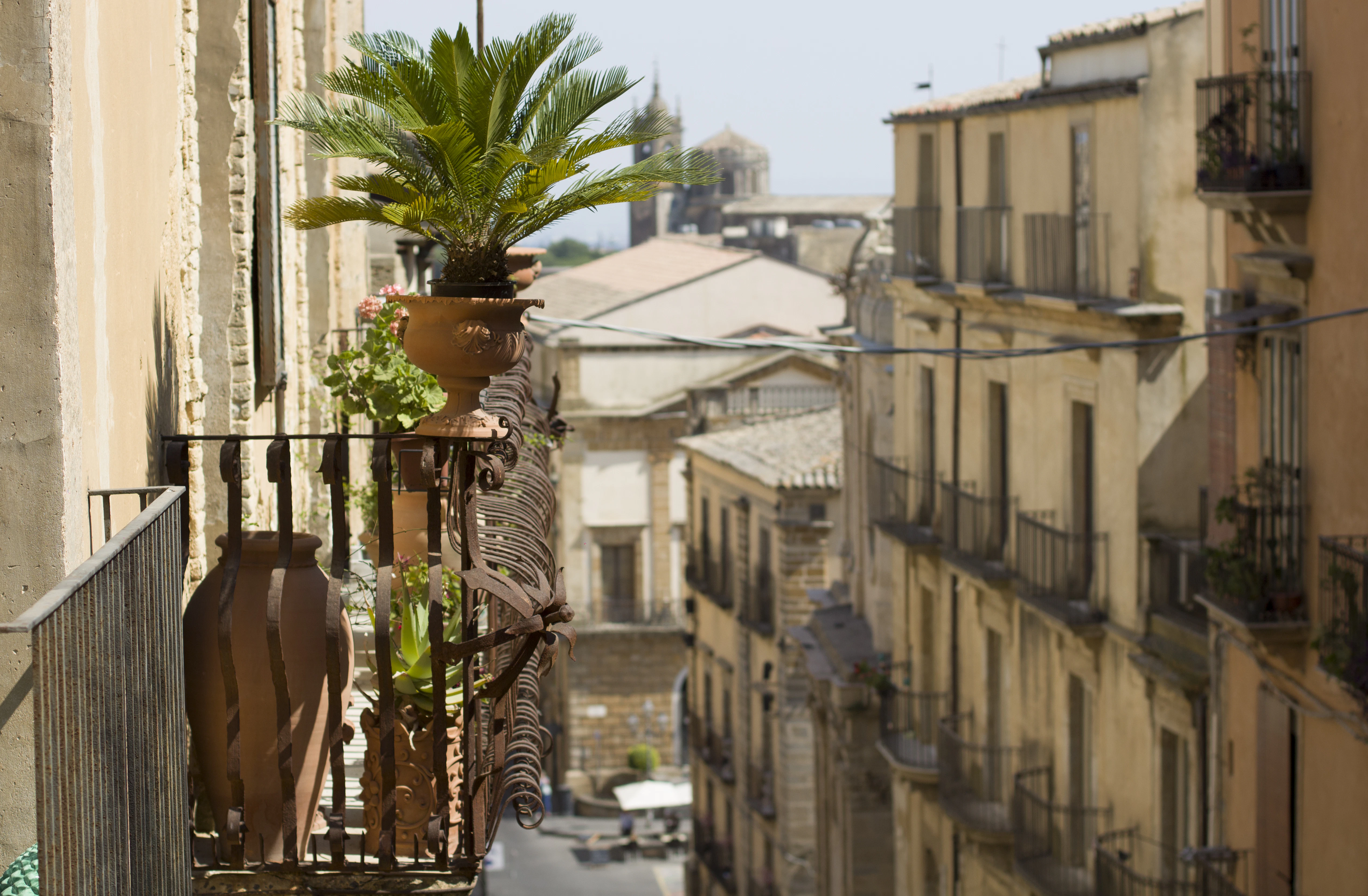 sago palm in pot placed on terrace