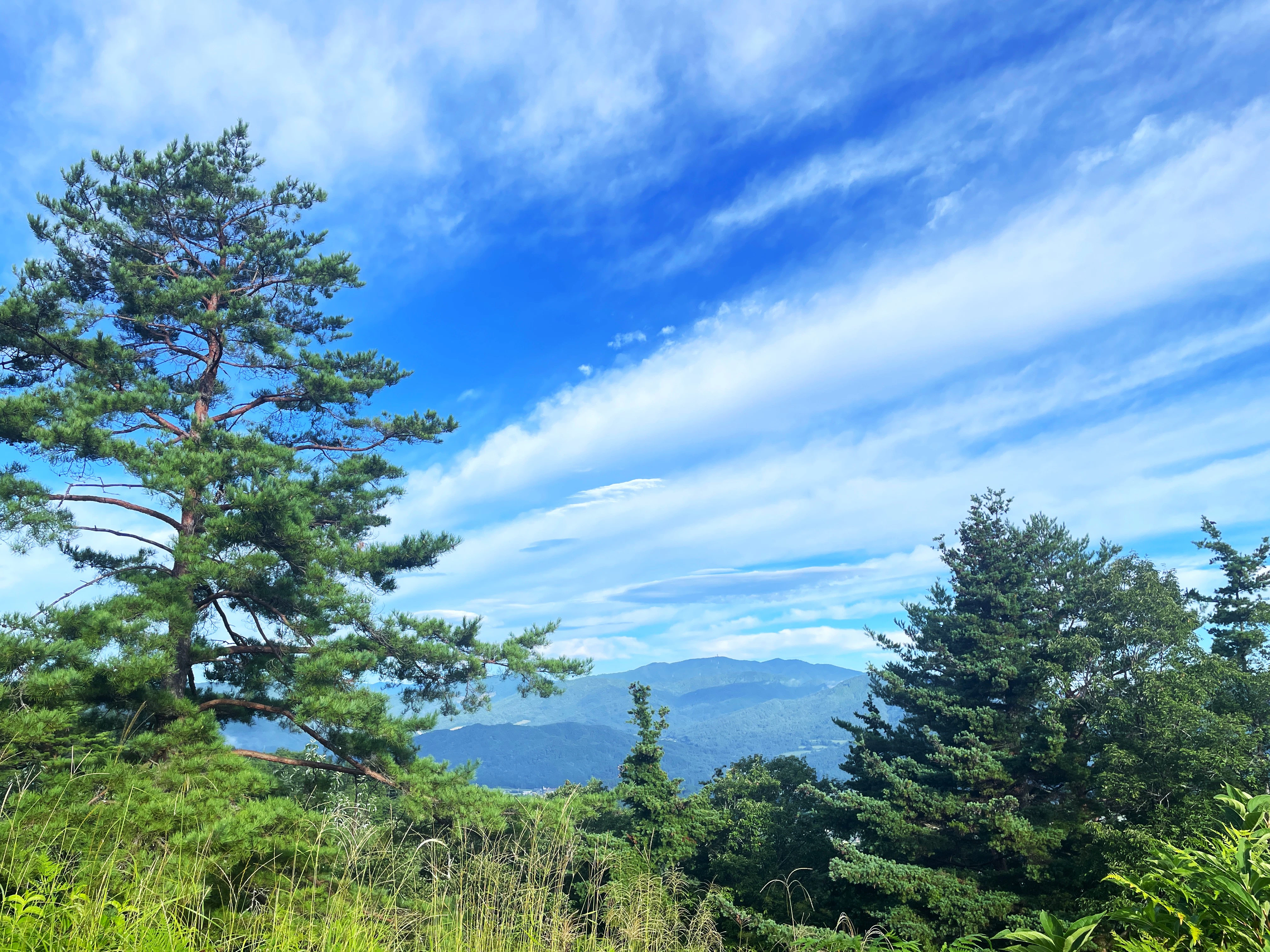 a tall pine tree sitting on top of a lush green hillside