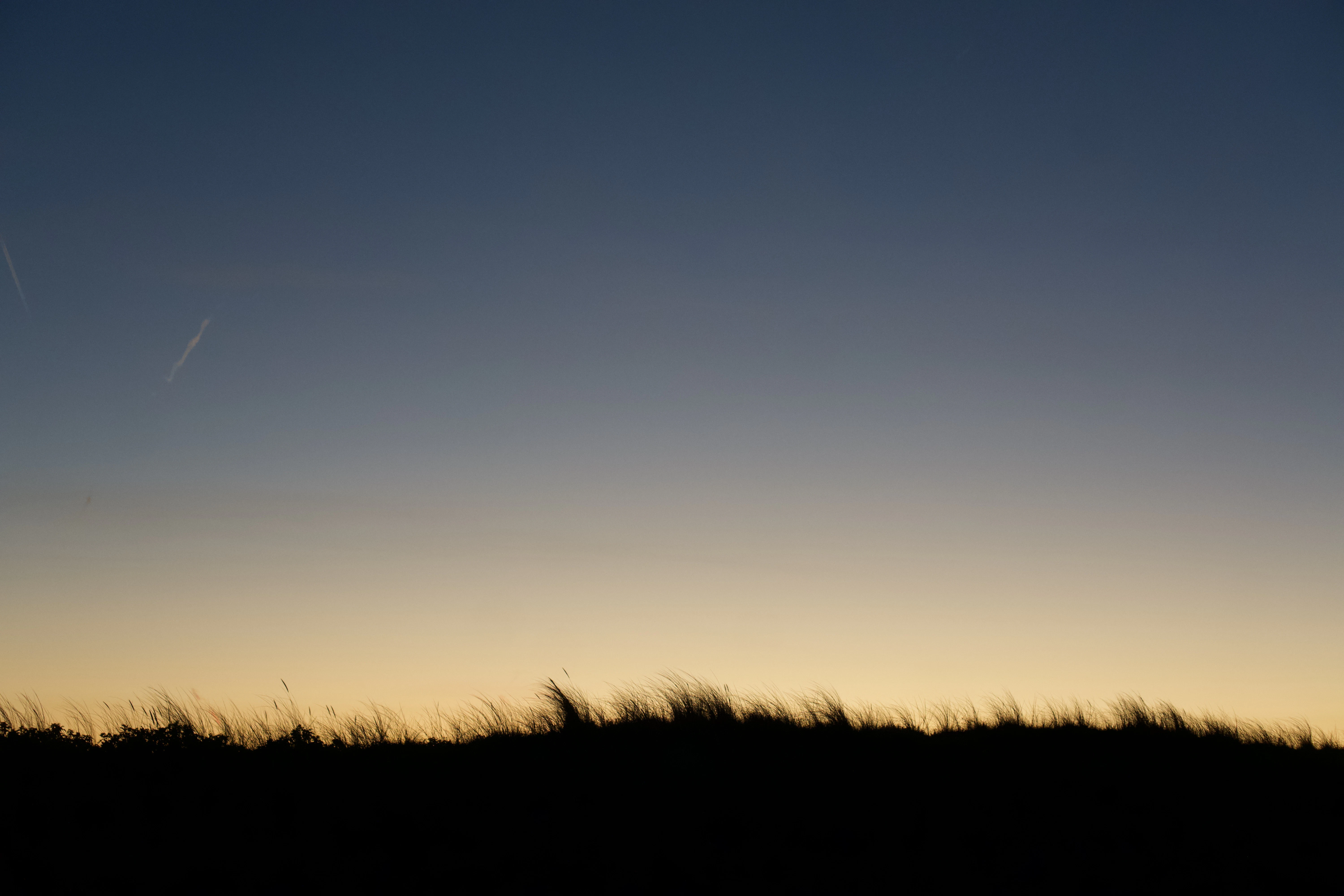 Silhouette of grass against a gradient sky at dusk
