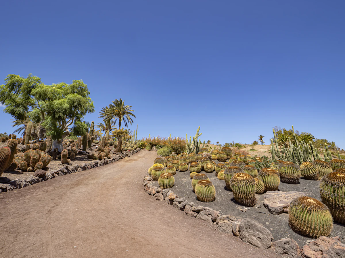 a dirt road surrounded by cactus trees and rocks